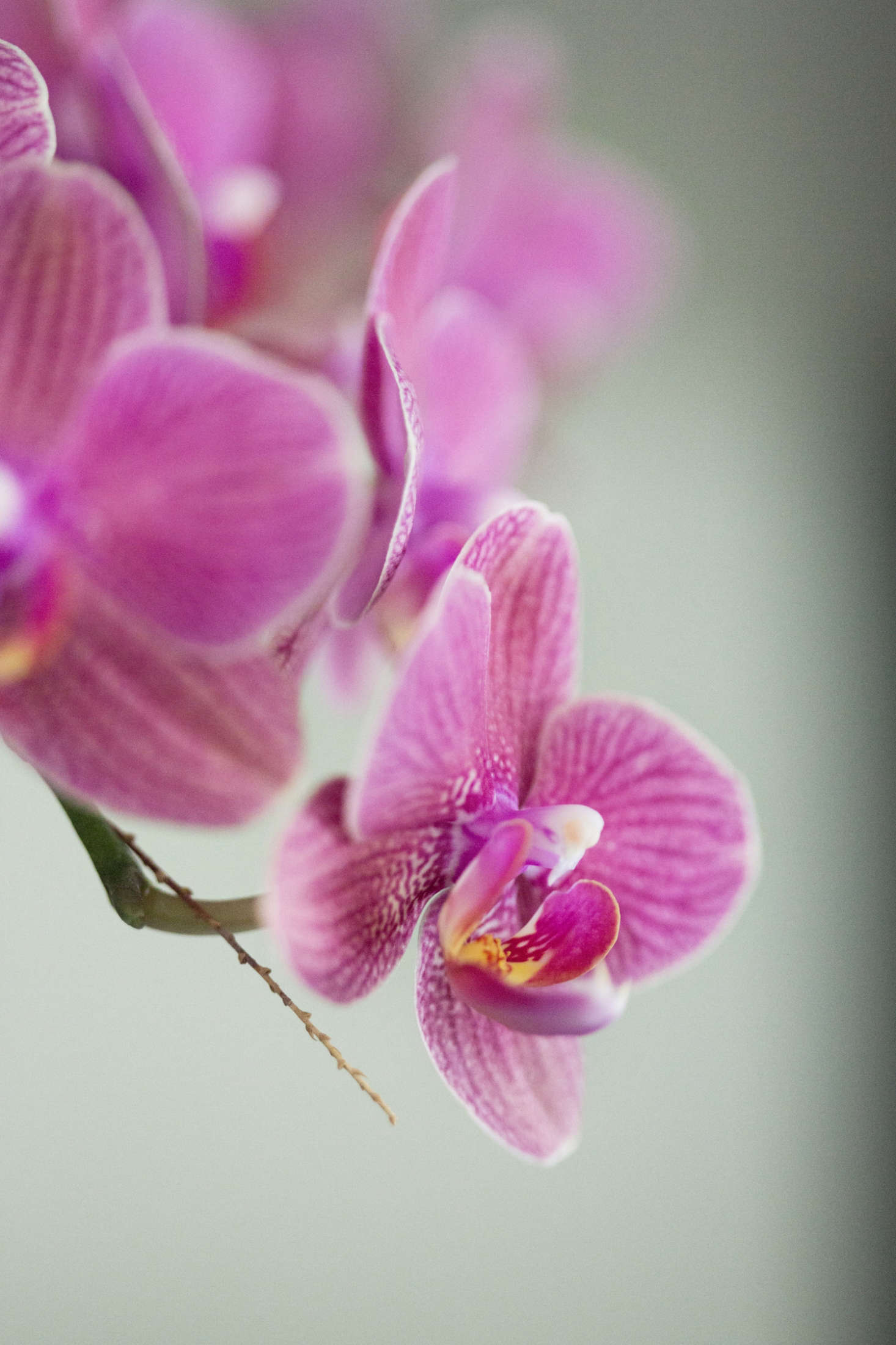 Keep orchids in their plastic nursery pots, inside a larger decorative container. To water, lift out the plastic pot and water it with a room-temperature flow from the kitchen faucet. Allow the water to drain completely before replacing the orchid in its larger planter.