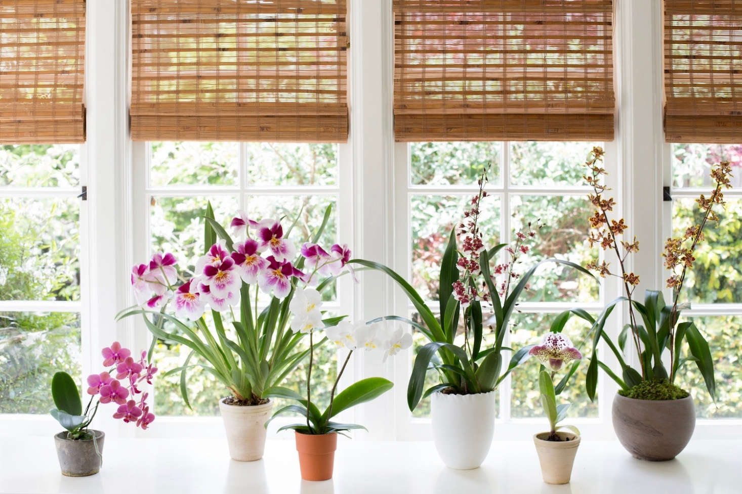 Start an orchid collection with easy-to-grow indoor varieties. See more at Best Indoor Plants: 6 Flowering Orchids to Grow. Photograph by Mimi Giboin.