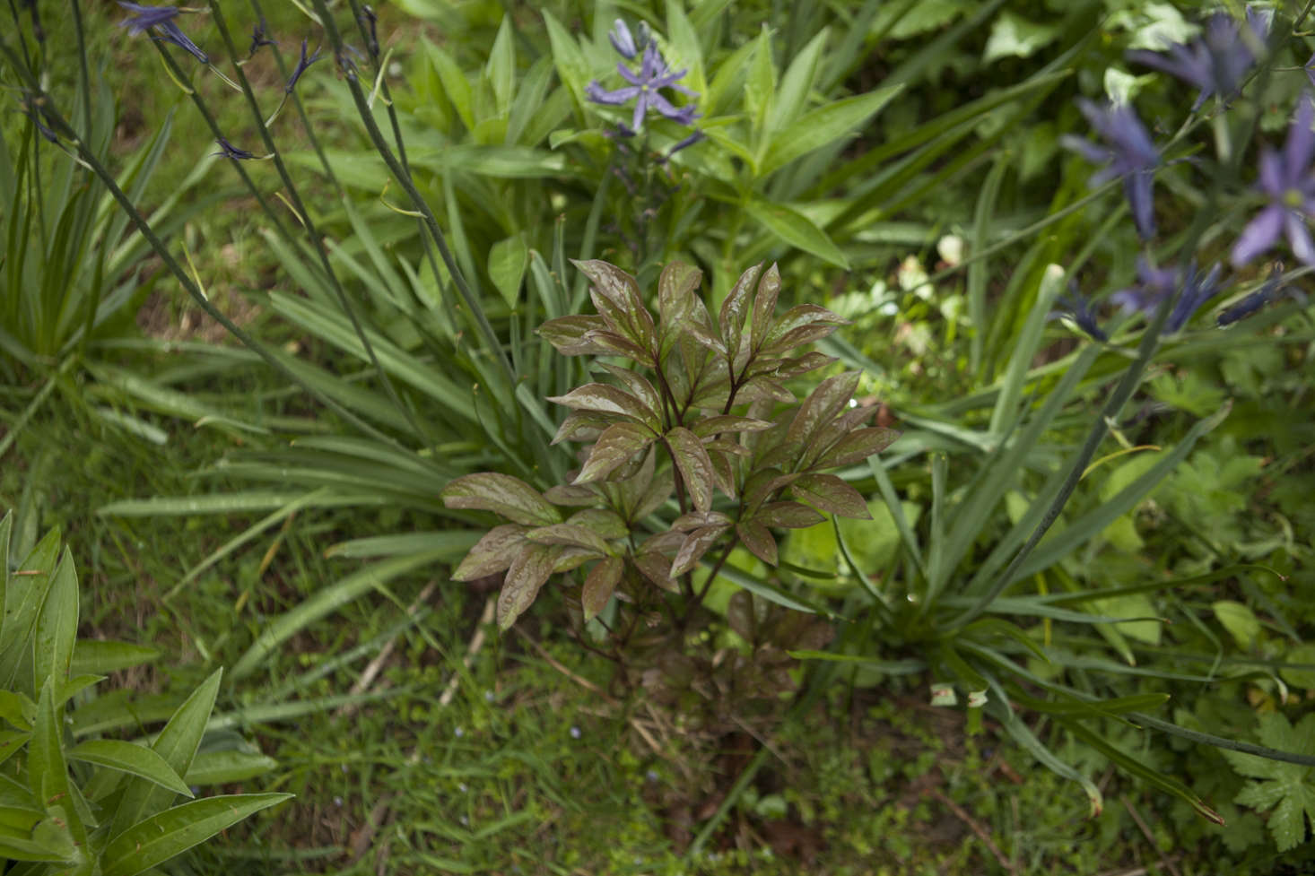 Copper peony leaves emerging into the spring greenery at Cottesbrooke, Northamptonshire.