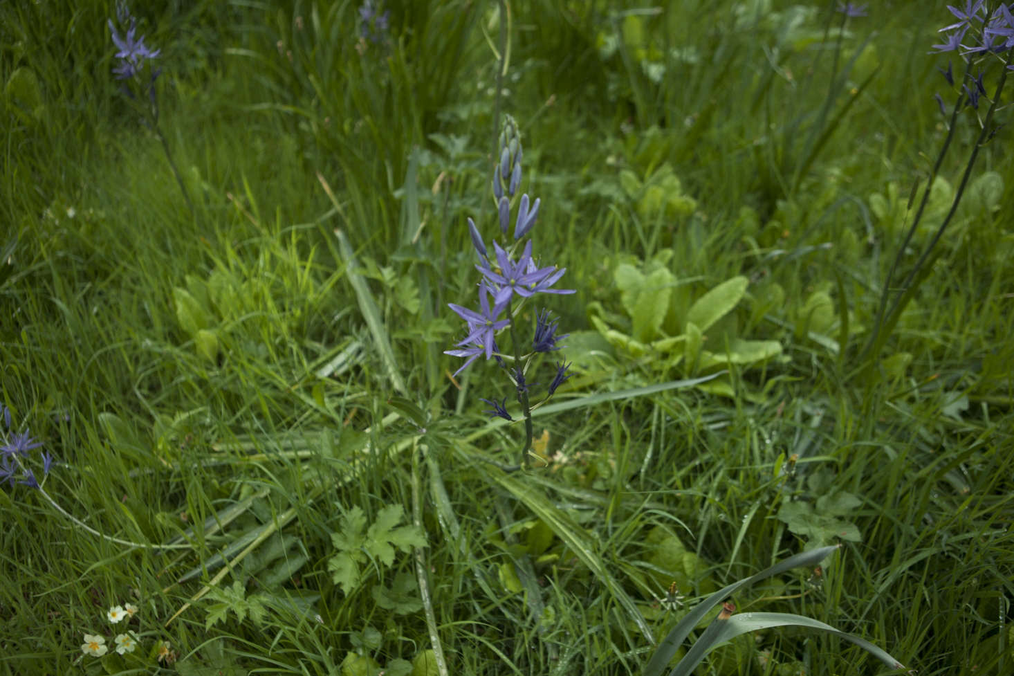 Purple camassia, growing in grass.