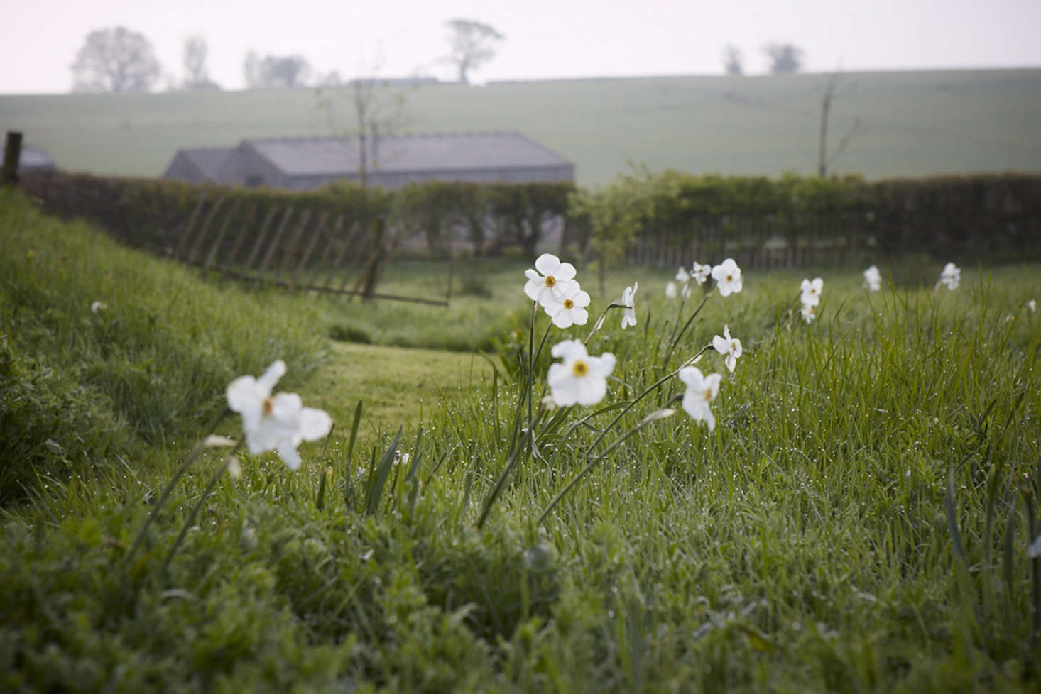 Pheasant eye narcissus in England. Its center does bear a striking resemblance to the unblinking stare of a pheasant.