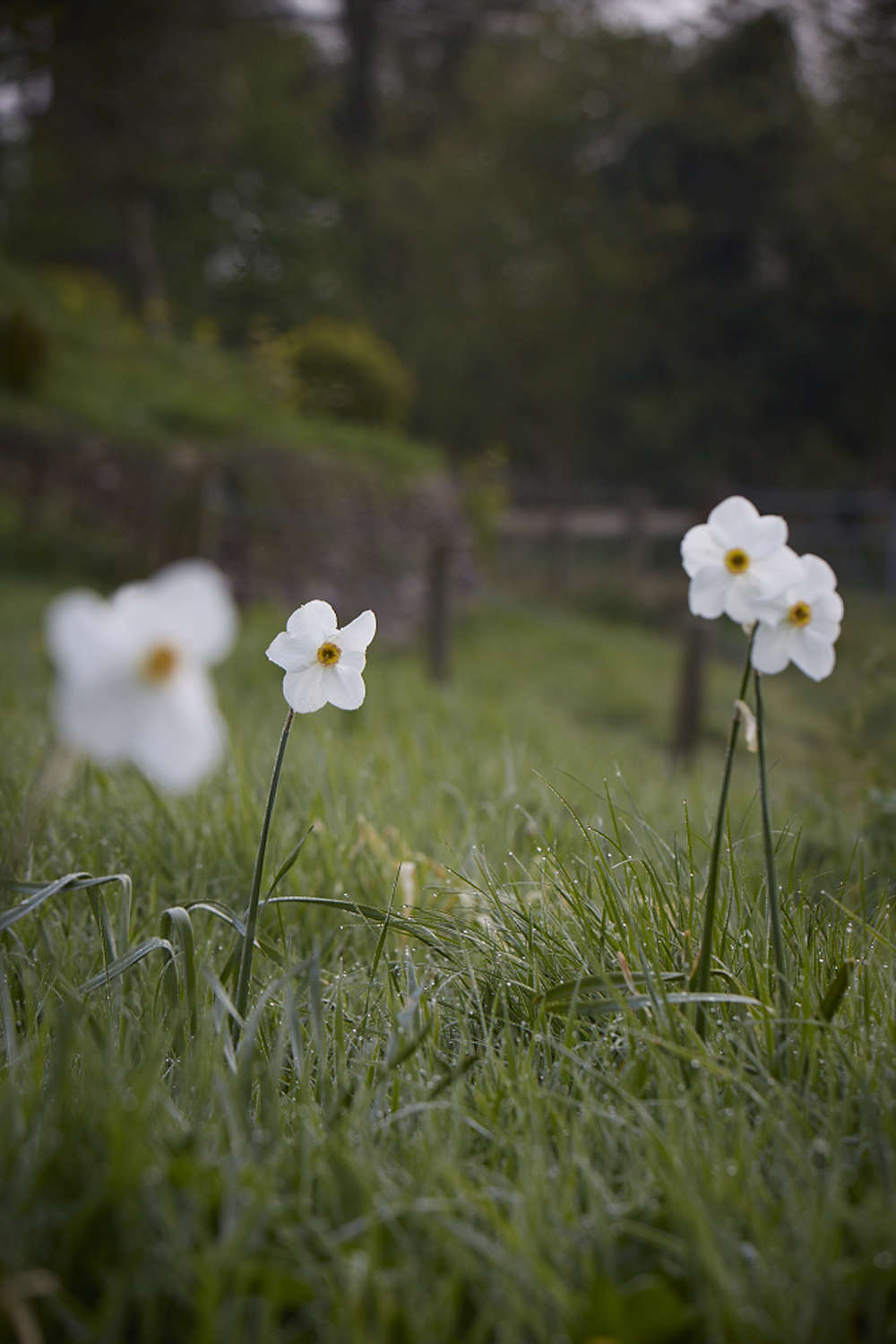 Narcissus poeticus 