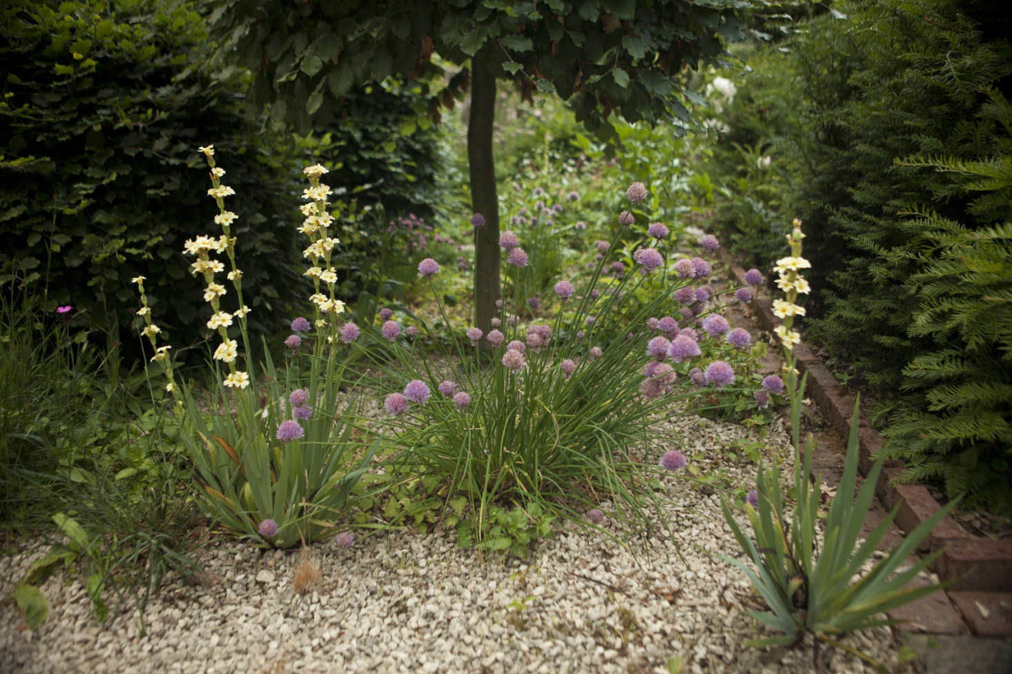 Chives and sisyrinchium growing in the gravel at Cottesbrooke, Northamptonshire.