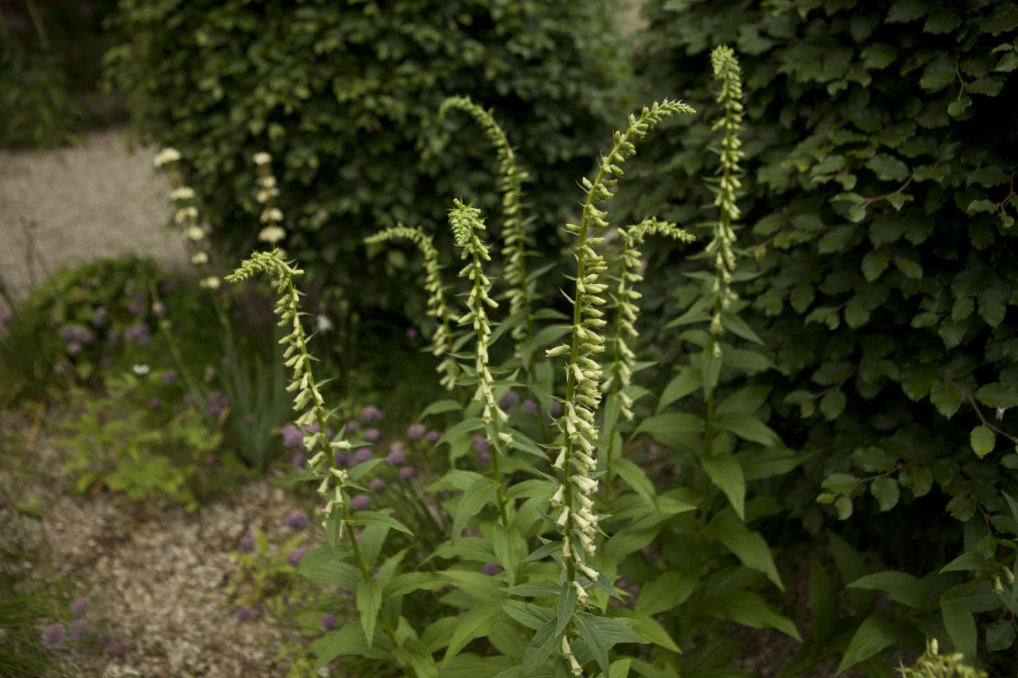 A refined foxglove (Digitalis lutea) growing in the gravel at Cottesbrooke.