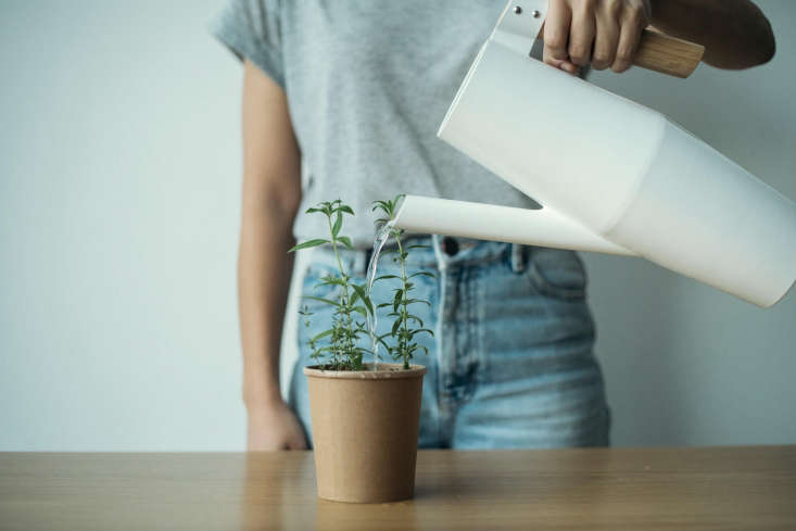  When the seedlings reach a height of 3 t0 4 centimeters, they can be moved to a bigger planter or to a garden, container and all. Rhoeco&#8\2\17;s teas are sold throughout Europe—and the company hopes they&#8\2\17;ll be coming to the US soon. In the meantime, find a list of online sellers here.