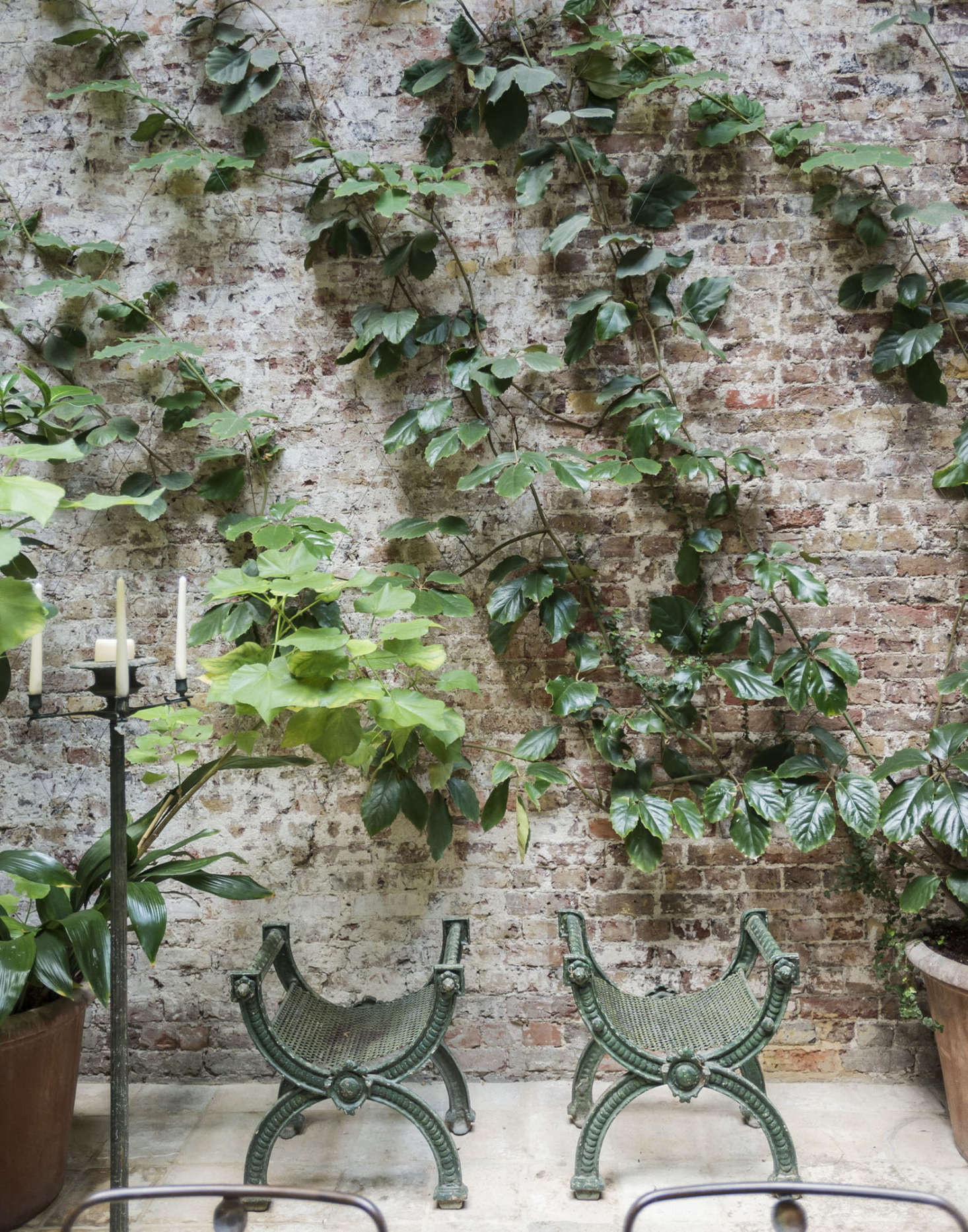 Cissus rhombifolia, or oak-leaf ivy, thrives in low light in designer Rose Uniacke