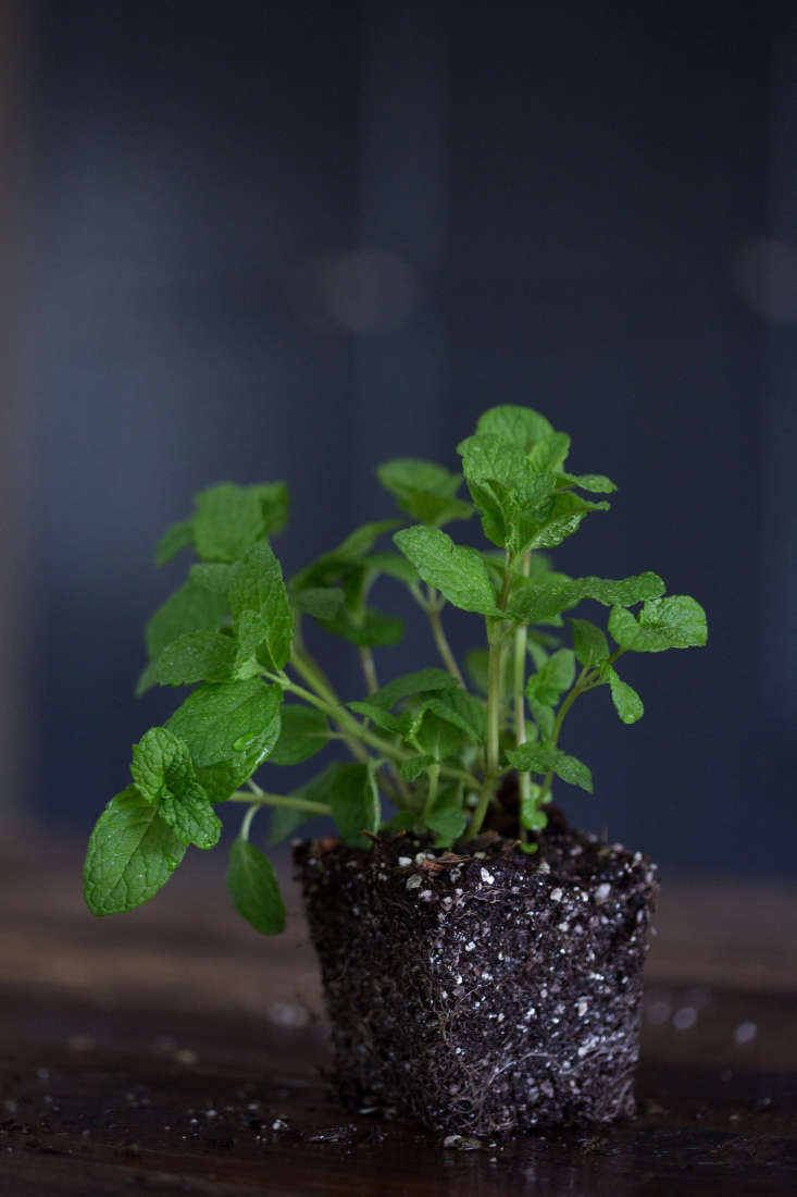 A Mentha Spicata &#8\2\16;Spearmint&#8\2\17; seeding in a 4-inch pot is \$4.95 from Annie&#8\2\17;s Annuals.