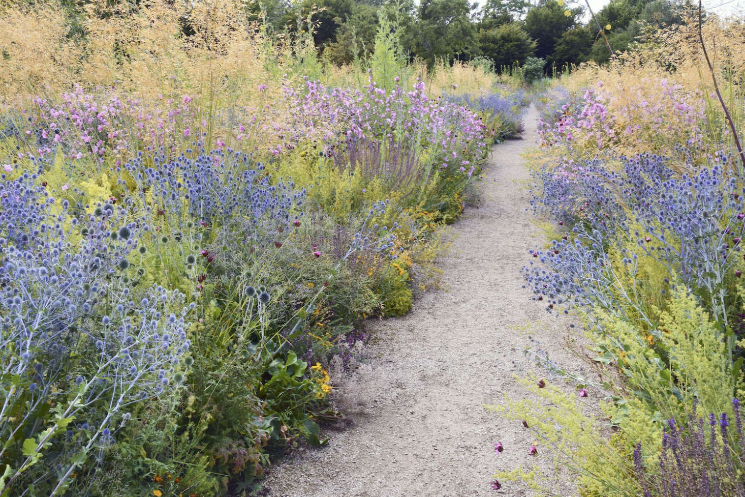 Stipa giganta and wildflowers edge a gravel path in the Merton borders at University of Oxford Botanic Garden.