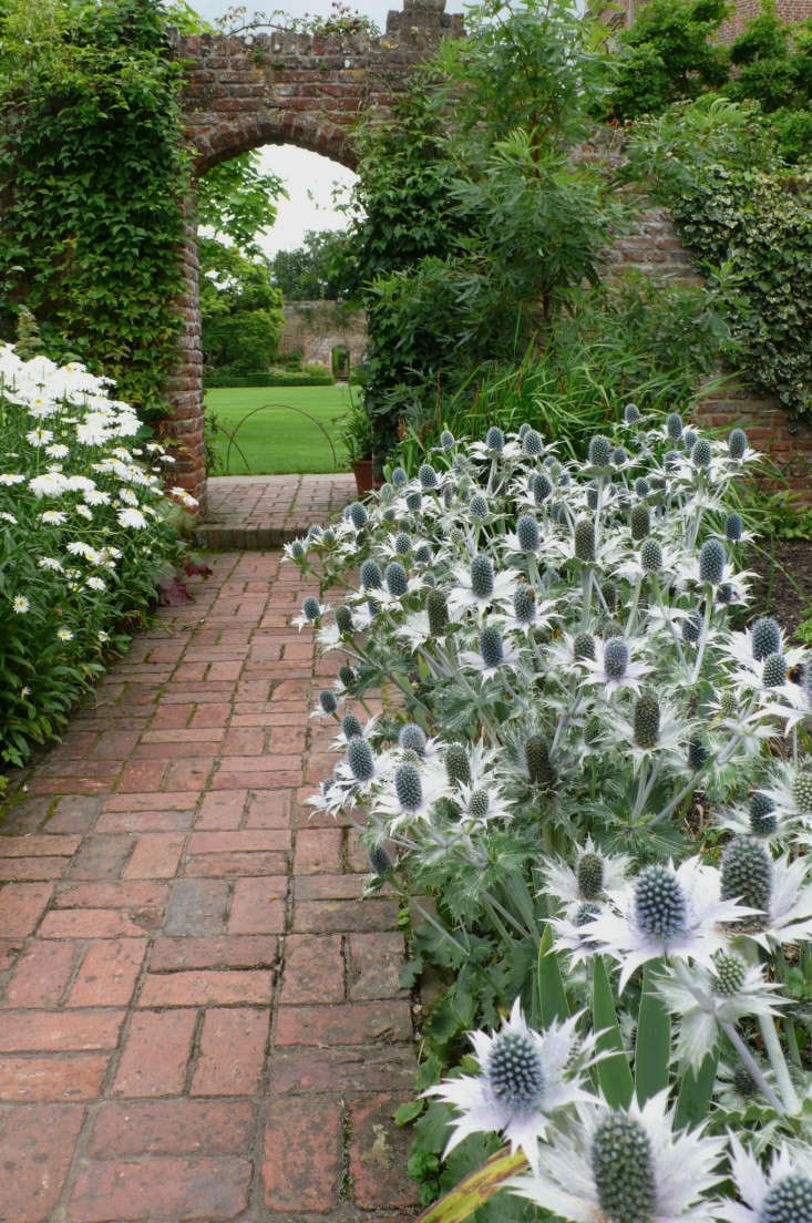 Silver foliage of Eryngium giganteum ‘Miss Willmott’s Ghost’ haunts Vita Sackville-West’s world-famous white garden at Sissinghurst Castle in Kent. Photograph by Kendra Wilson.