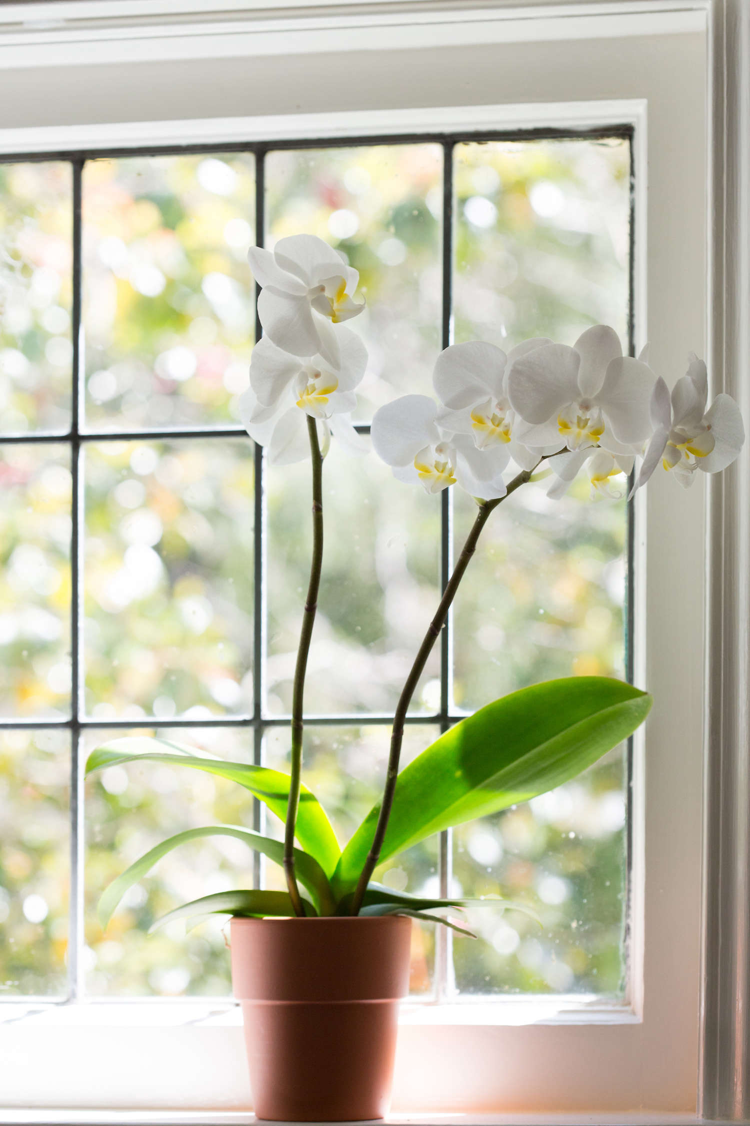 Ask the Expert How to Make An Orchid Bloom Again Gardenista