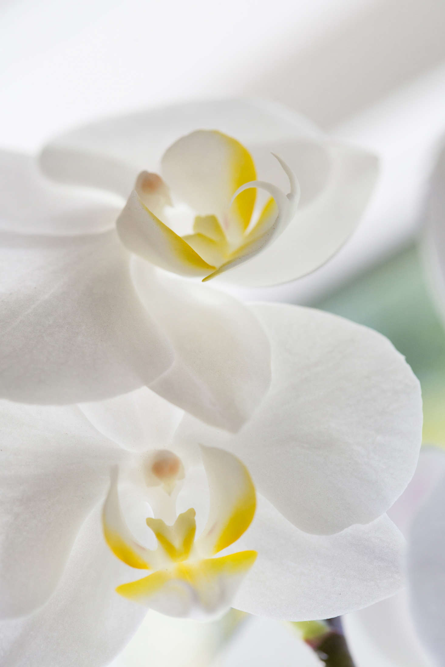 It is amazing, really, that Phalaenopsis orchids are sold at the supermarket, the big-box shop, and possibly even your gas station