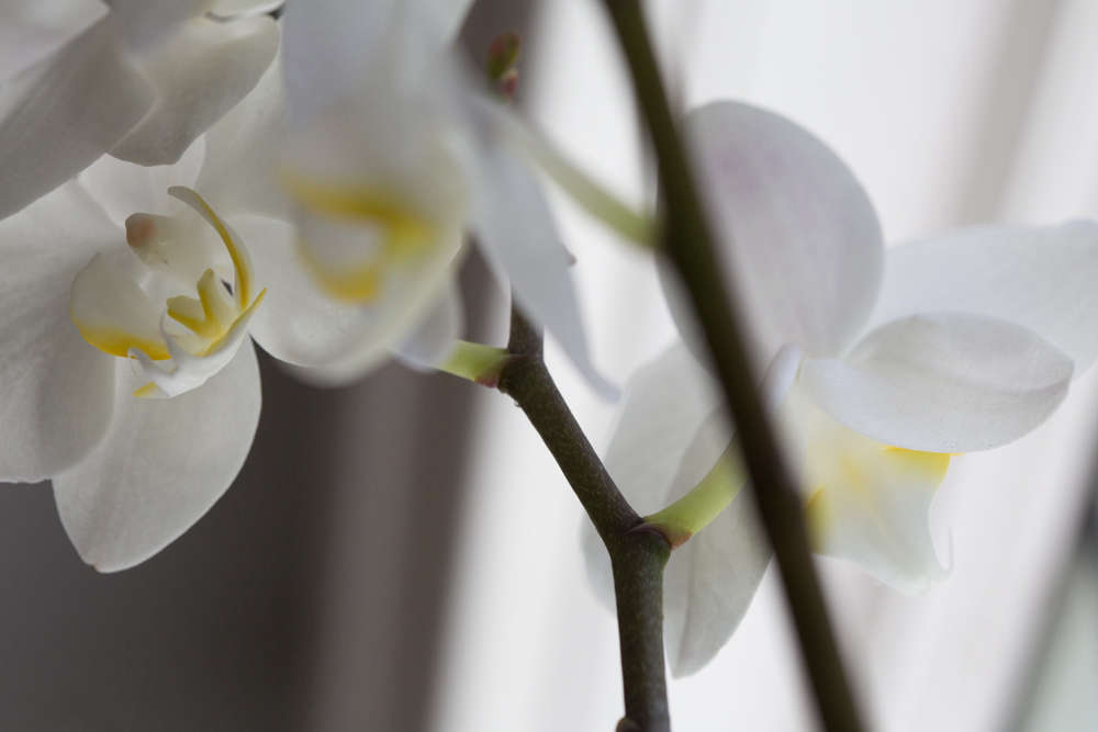 Ask the Expert How to Make An Orchid Bloom Again Gardenista