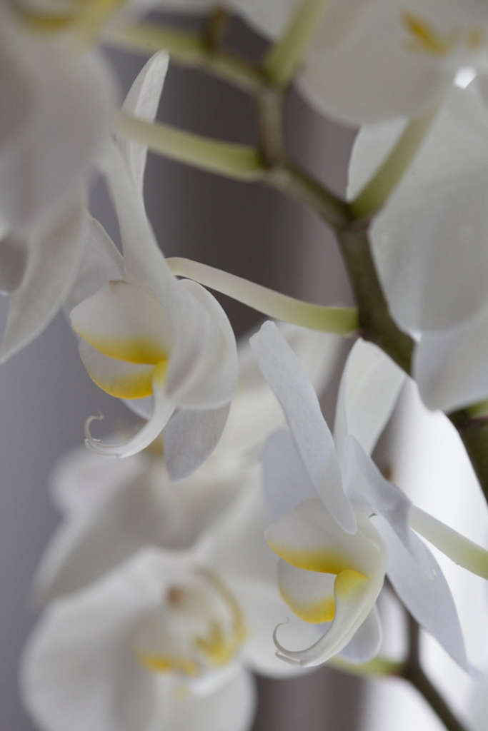 Ask the Expert How to Make An Orchid Bloom Again Gardenista