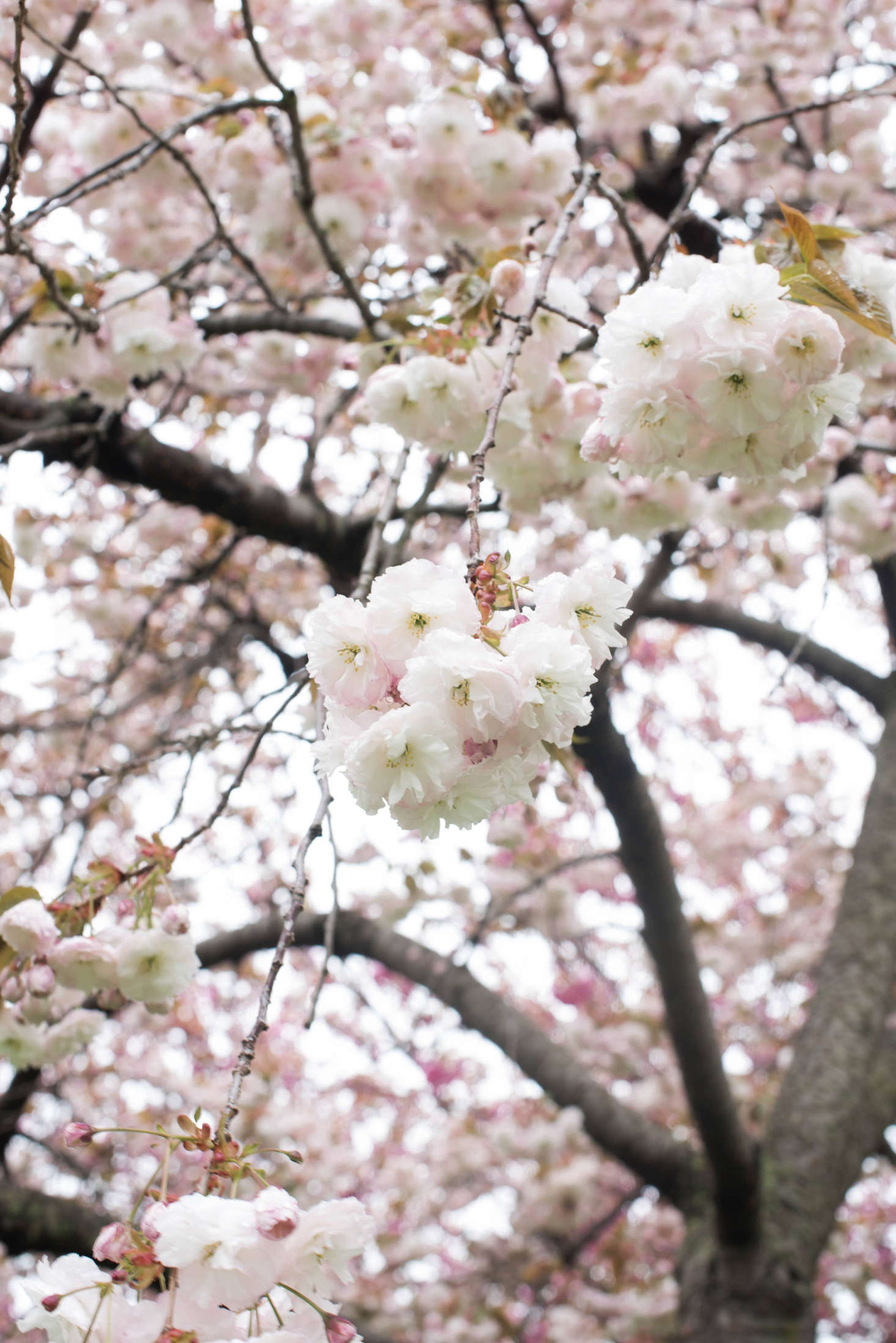 The round, multi-petaled pink and white flowers of Prunus serrulata 