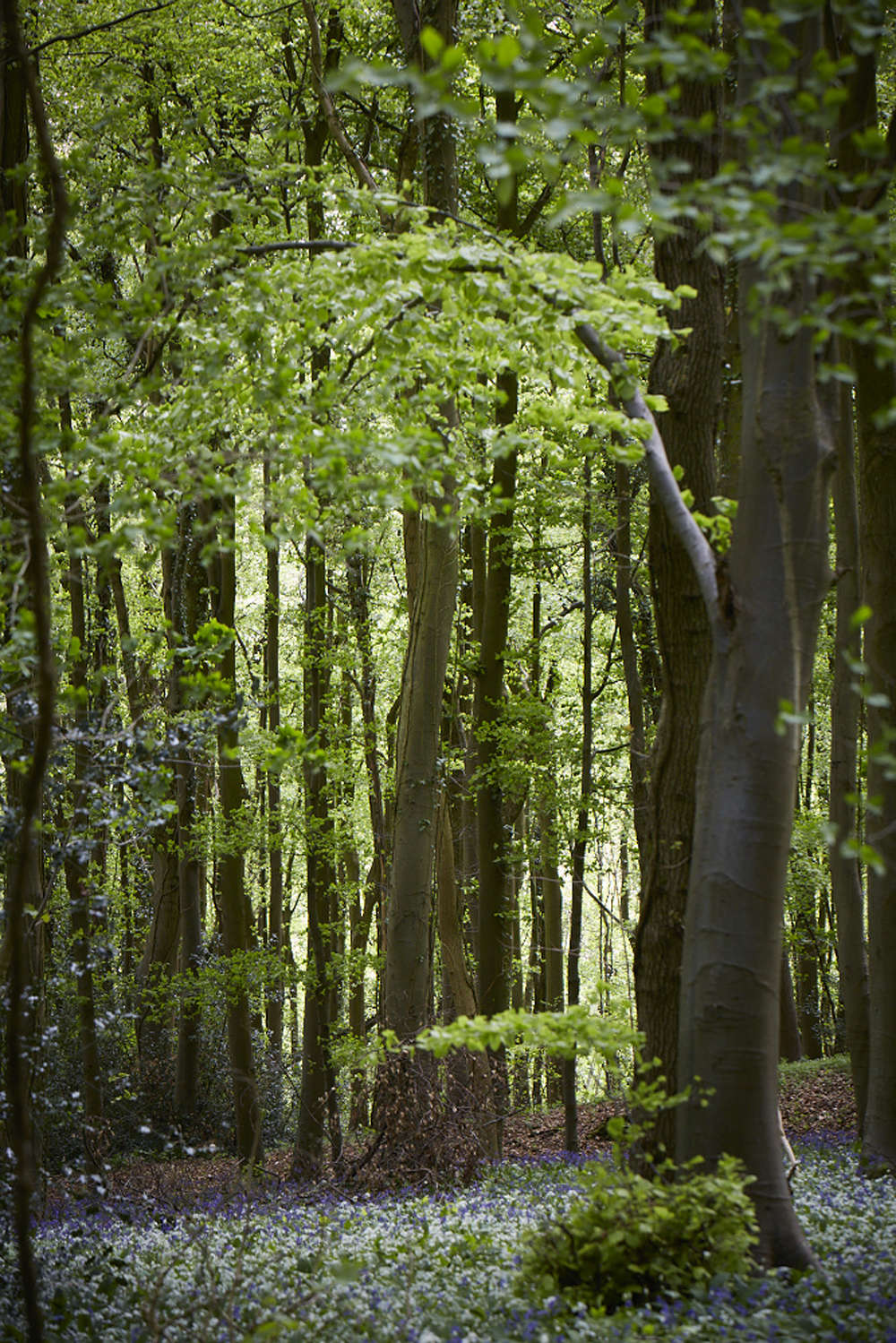 Wild garlic slugging it out with bluebells in a British wood.