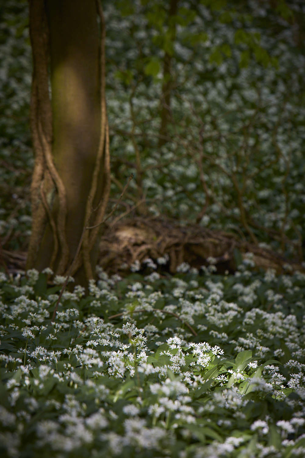 Wild garlic in a British wood.