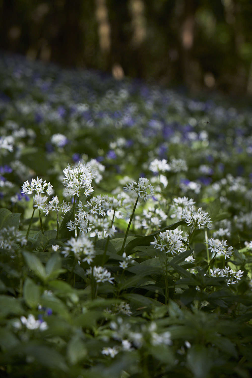 Wild garlic is a type of chive.