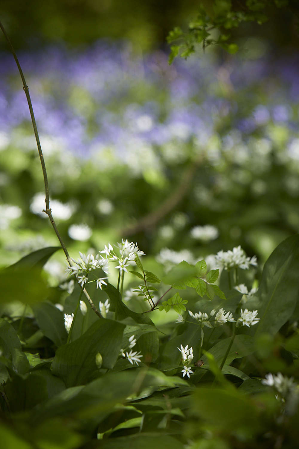 Wild garlic in a British wood.