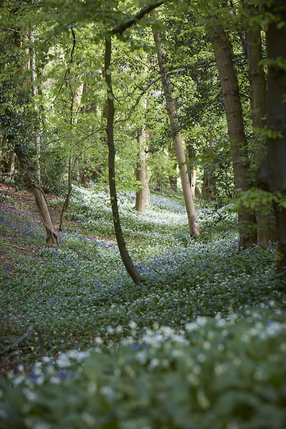 Wild garlic mingling with bluebells in a beech wood.