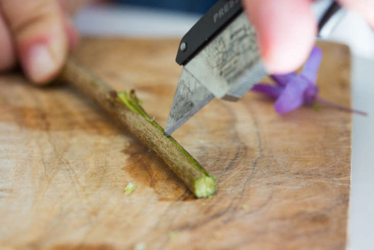 Step two is to split the woody stem to allow the wisteria to absorb more water.