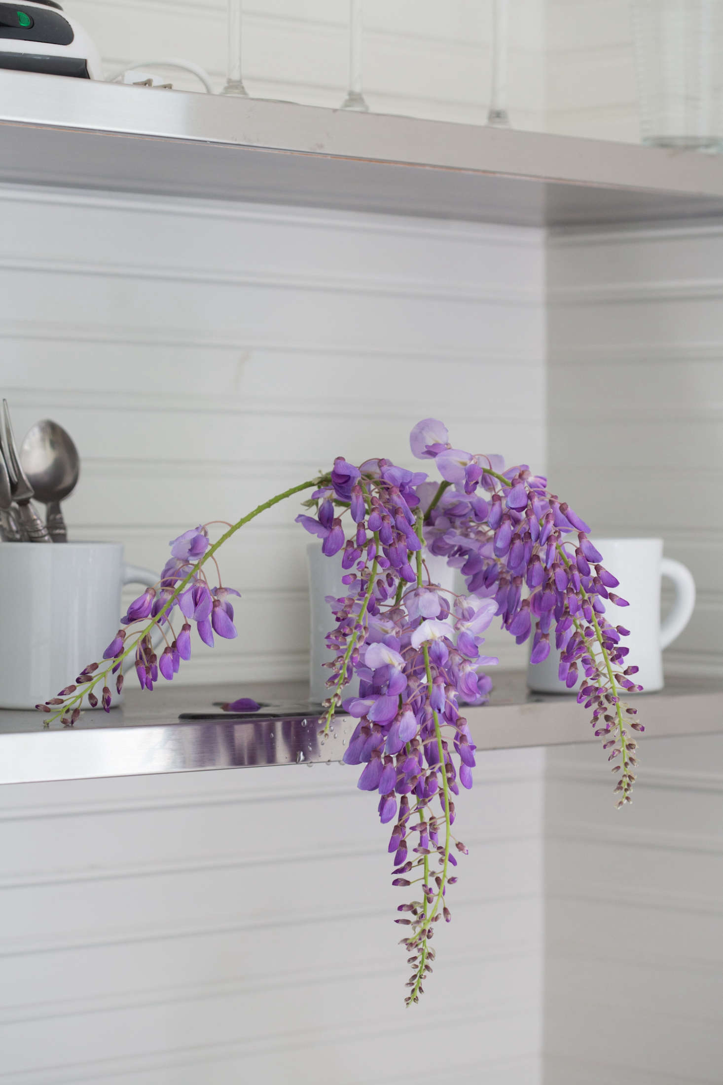 Foraged wisteria from Michelle