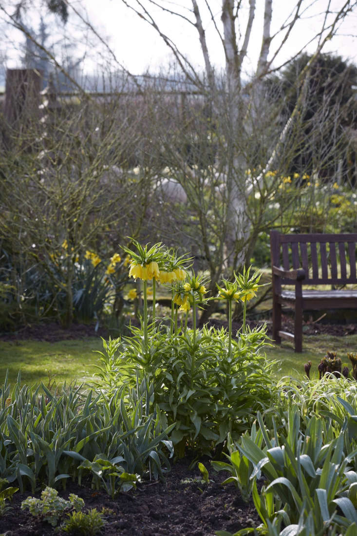  Crown imperials can be planted in sun or partial shade. F. raddeana is a similar shape but shorter, with stunning lime green flowers.