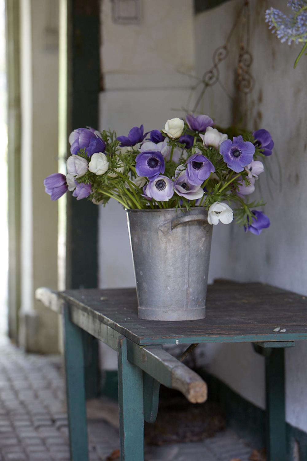 Freshly cut anemones rest in the cool interior of Polly