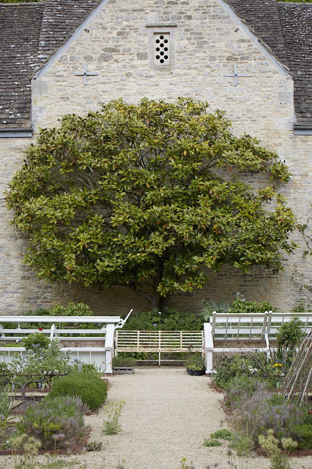 A Magnolia grandiflora adorns the dovecote in the walled garden at Bayntun Flowers. It was taken from a cutting of an older specimen that grew against the house.