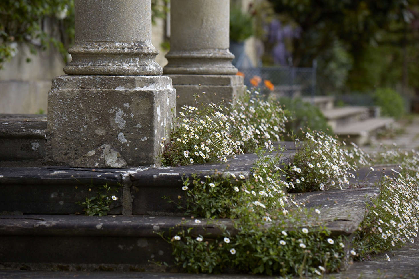 Fleabane softens stone steps and adds romance to columns at Bayntun Flowers in Wiltshire. Photograph by Britt Willoughby Dyer.