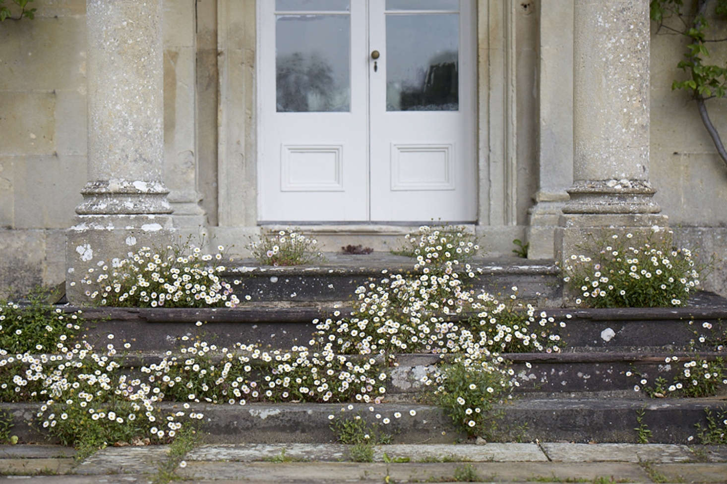 Erigeron karvinskianus forms a romantic froth around the steps at florist Polly Nicholson