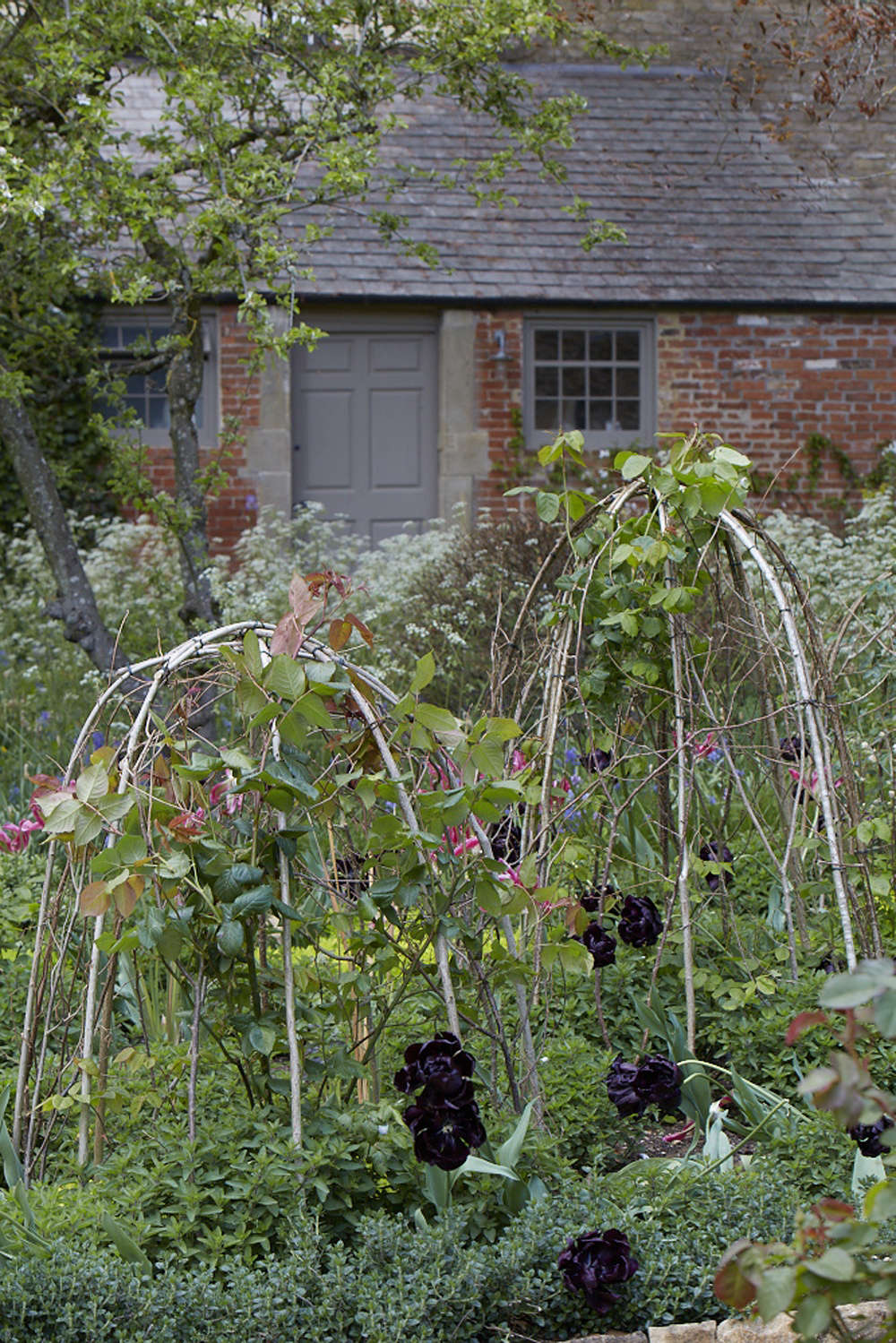 Roses, tulips, and herbs growing in a parterre lined with germander and daphne.