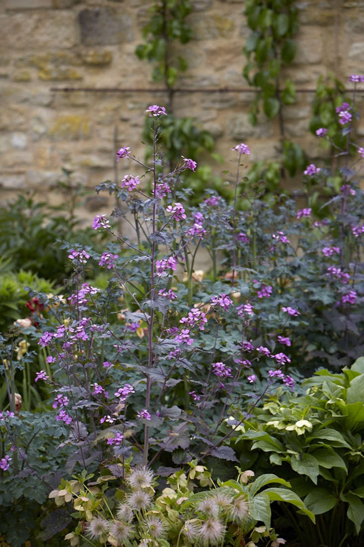 A row of magenta lunaria, between a row of hellebore and a row of Thalictrum &#8\2\16;Elin&#8\2\17;. In the foreground, seed heads of pulsatilla are dotted through the gravel.