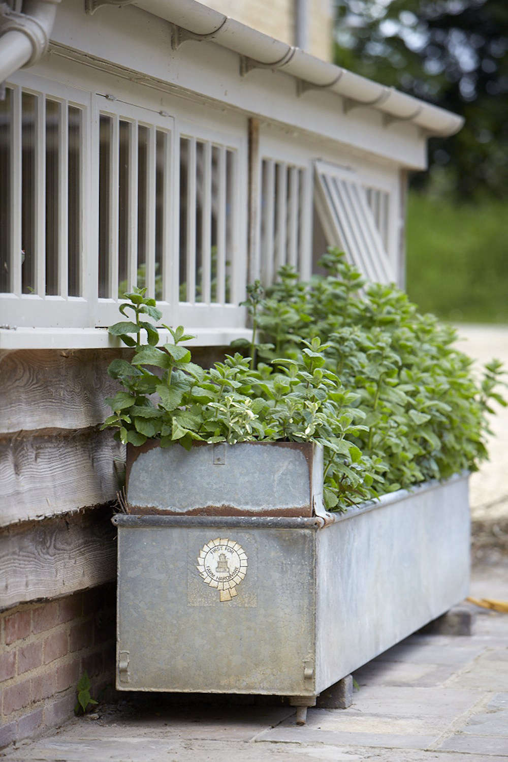 Mint, allowed to romp through an old galvanized animal trough.