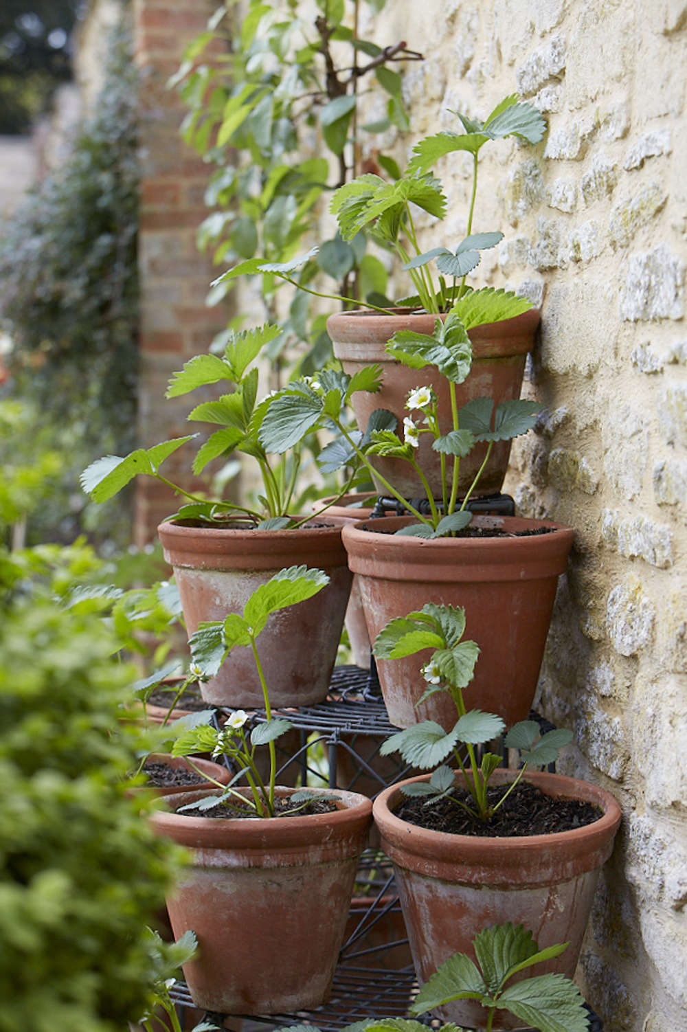Strawberries growing on an antique wirework stand against one of the restored walls.