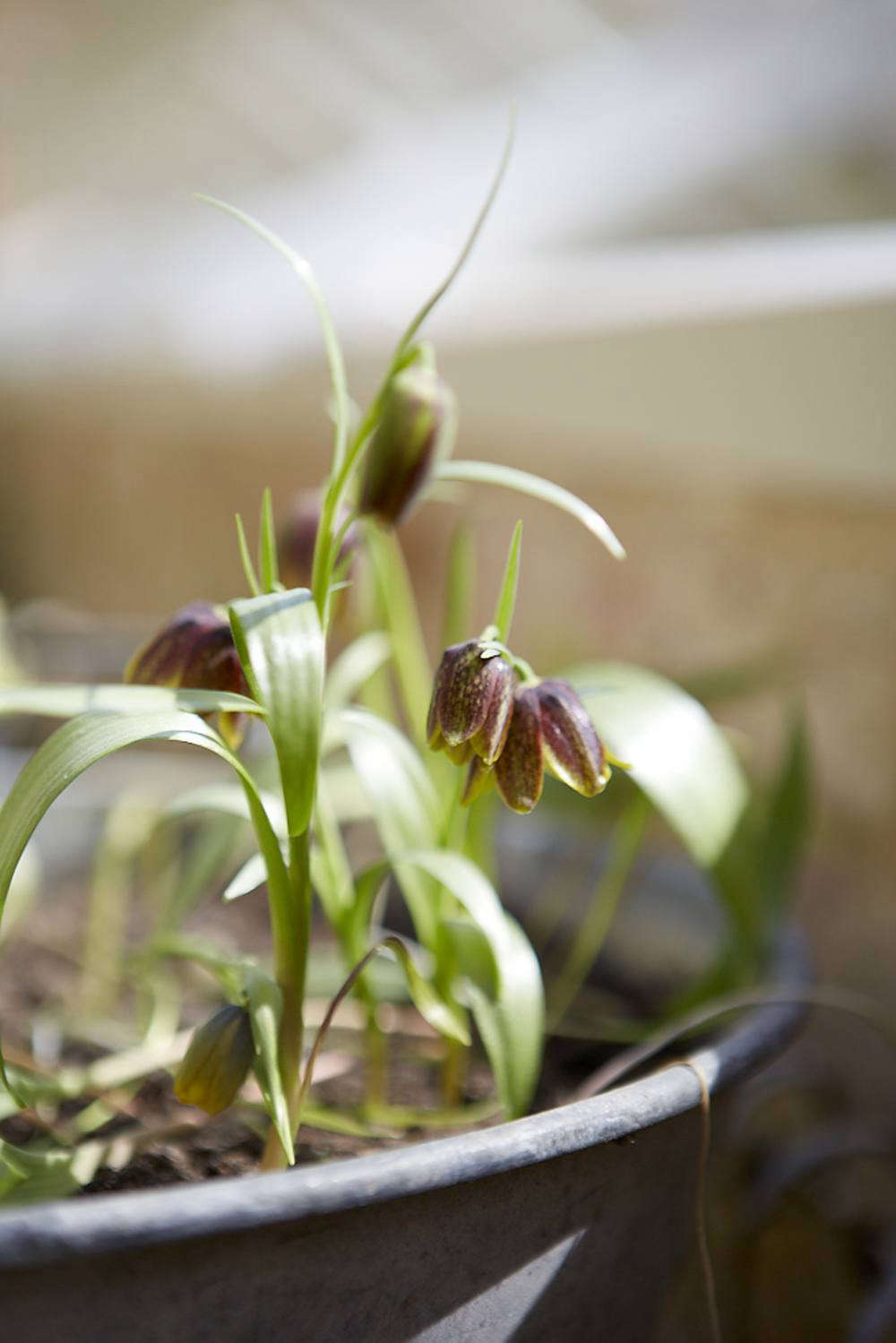 Fritillaria davisii, grown in a shallow bowl, in which the main component is grit.