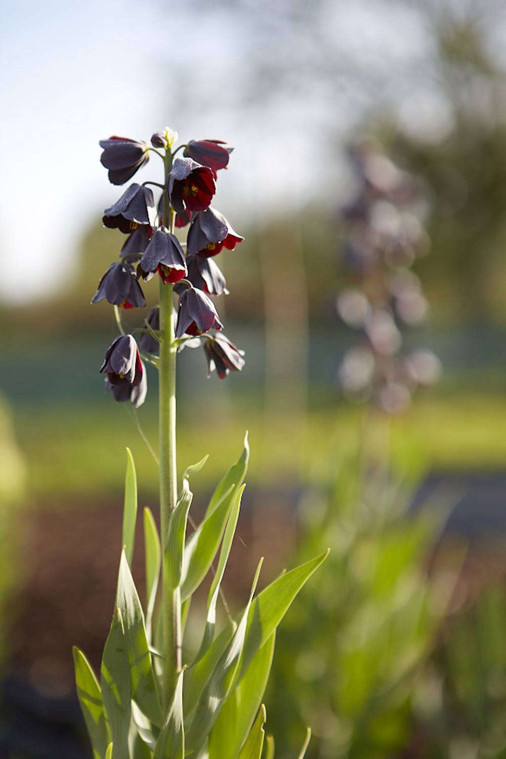 Fritillaria persica.