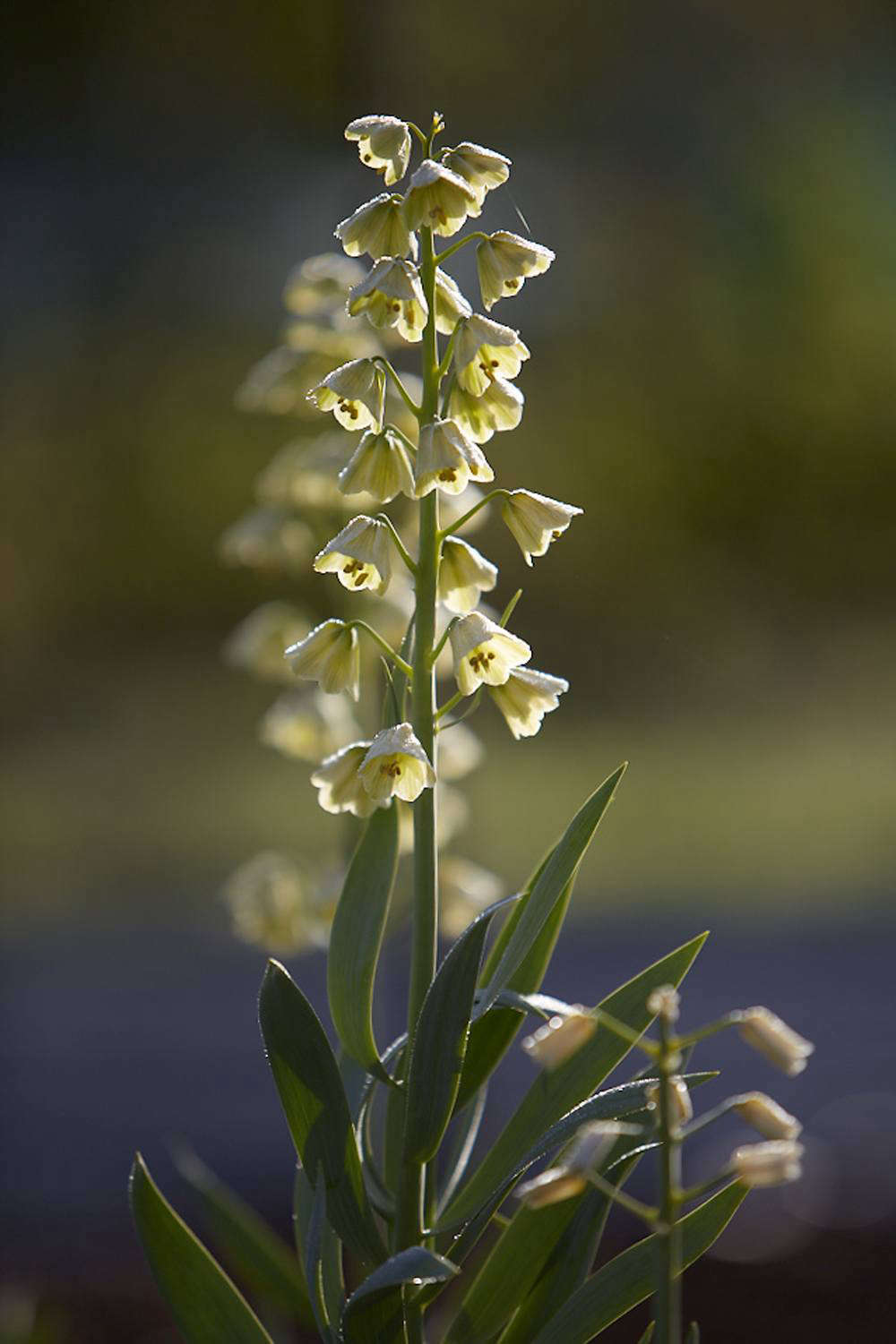 Fritillaria persica 