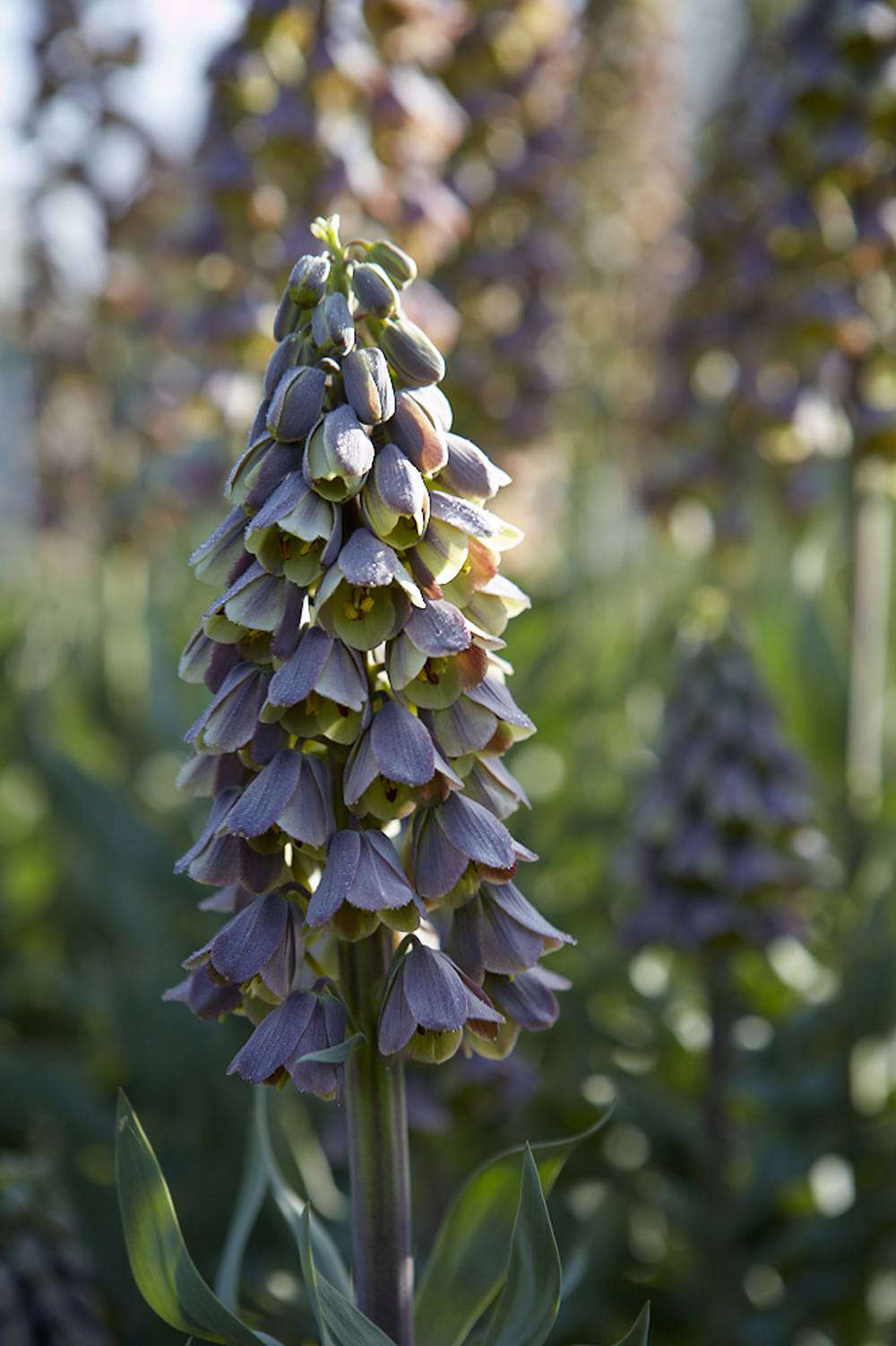 Fritillaria persica 