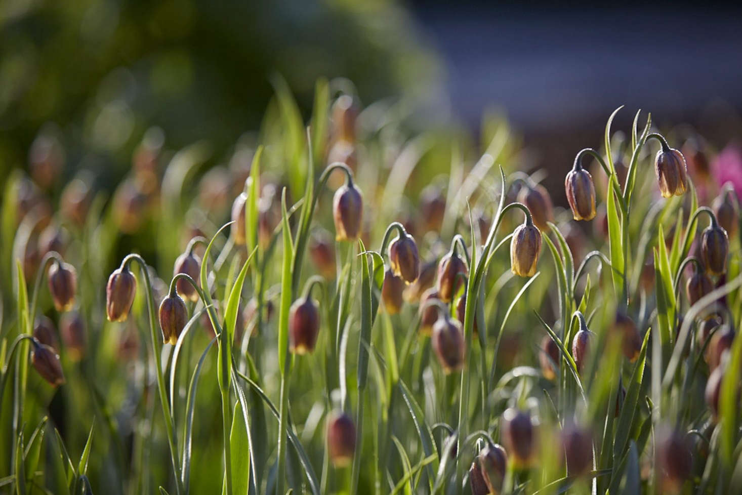 Above: Fritillaria uva-vulpis, or fox