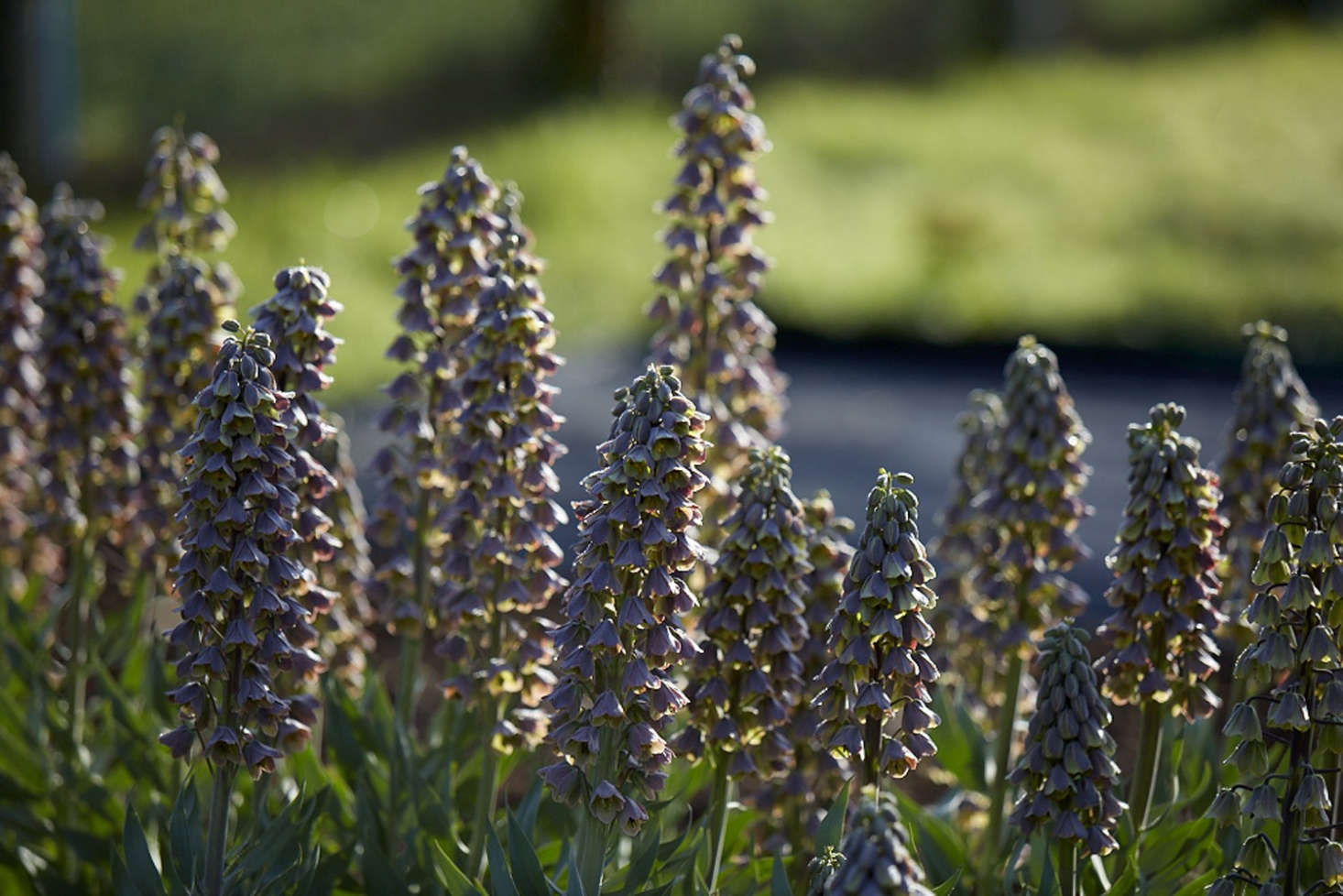 Fritillaria persica 