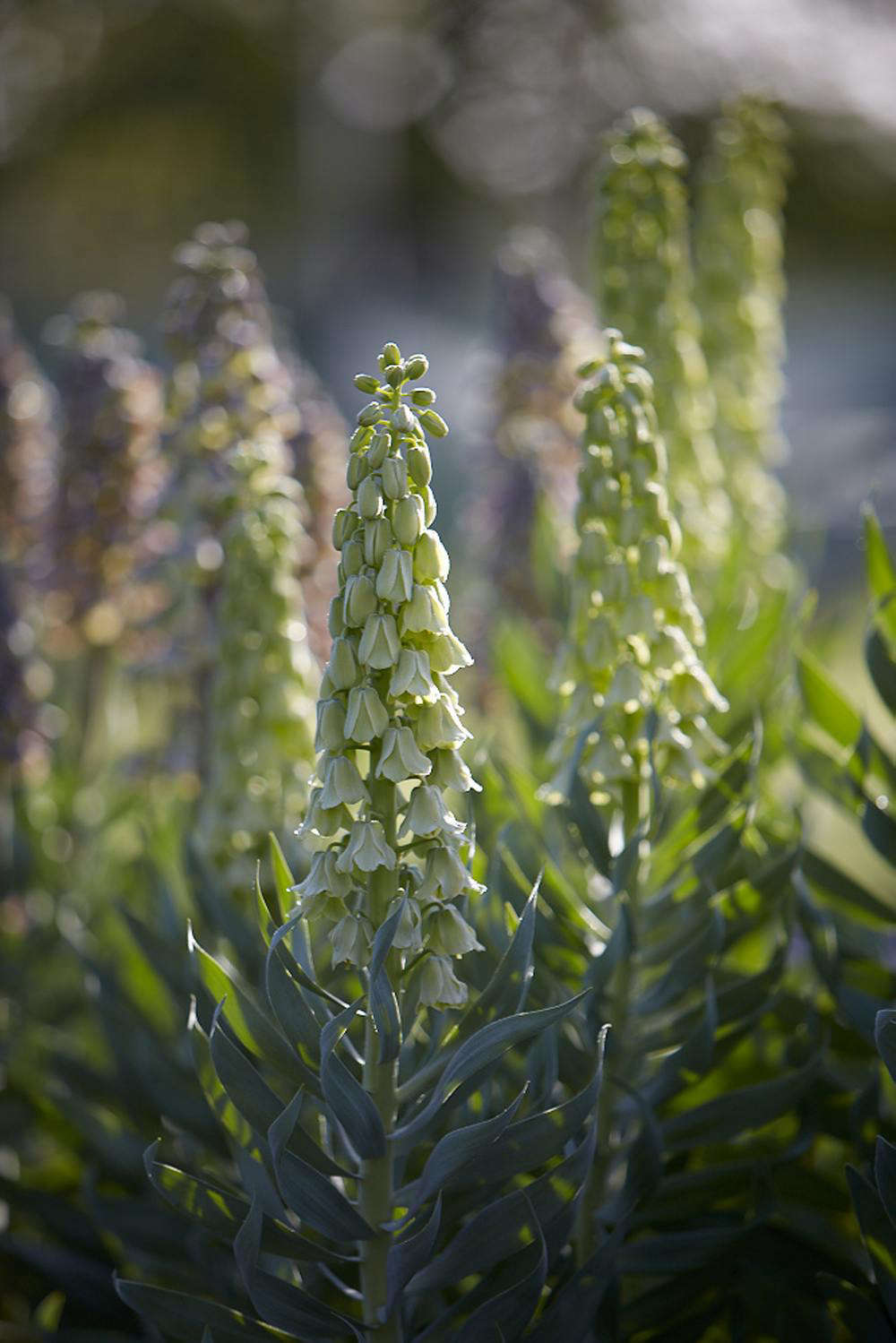 Fritillaria persica 