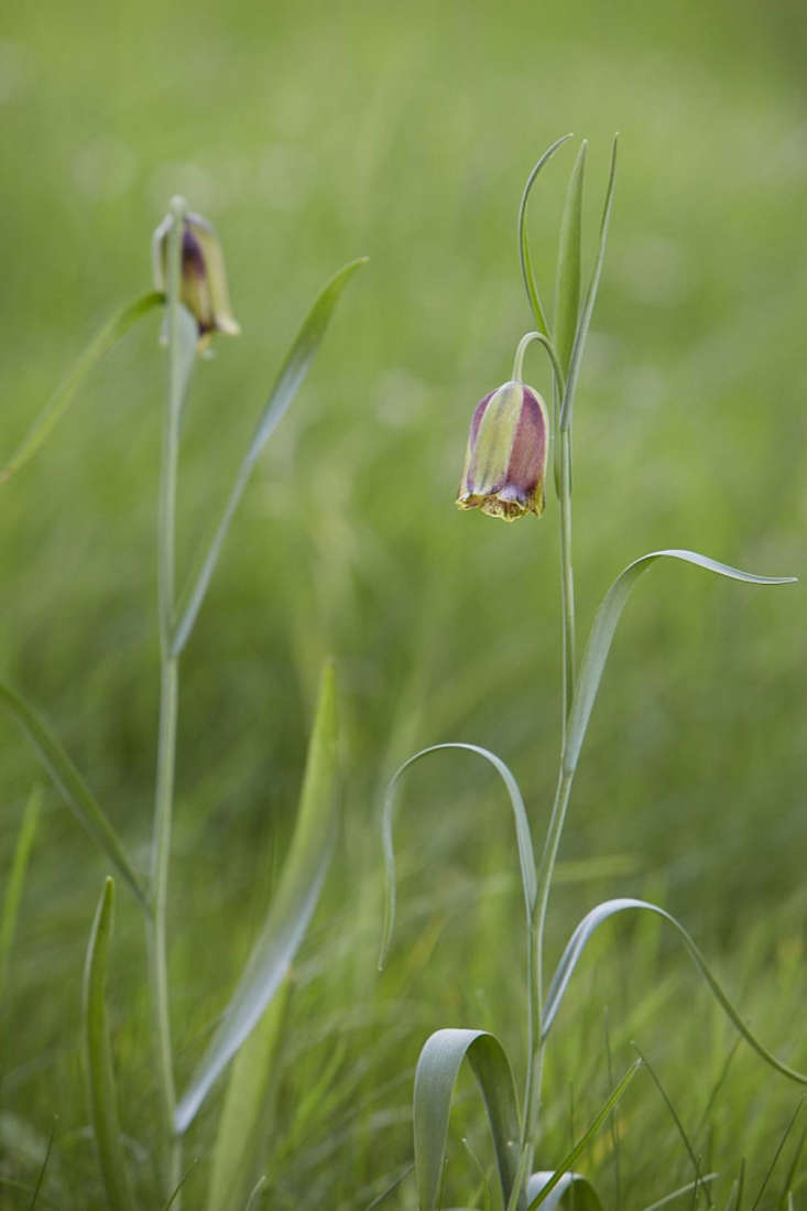  Above: Fritillaria acmopetala, which shares a dainty look with Fritillaria meleagris. Both are fully hardy and tough, though they can be tempting fodder for birds.