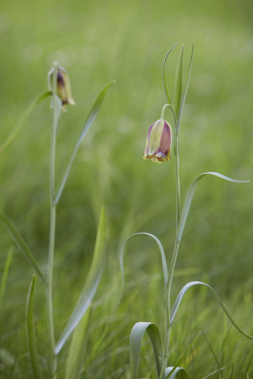 Above: Fritillaria acmopetala, which shares a dainty look with Fritillaria meleagris. Both are fully hardy and tough, though they can be tempting fodder for birds.