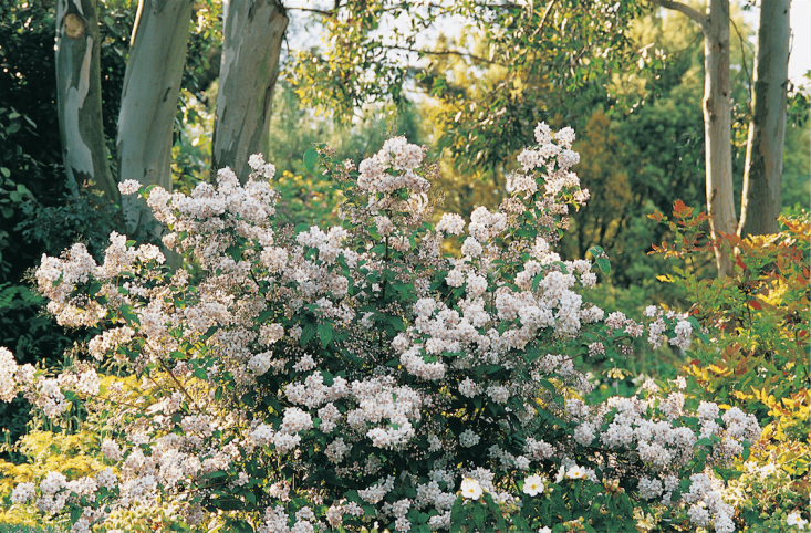 No opportunity is lost in the Wood Garden—once the tree canopy shades out many of the flowering plants on the woodland floor, climbing plants scramble up trees creating clouds of color among the trees.