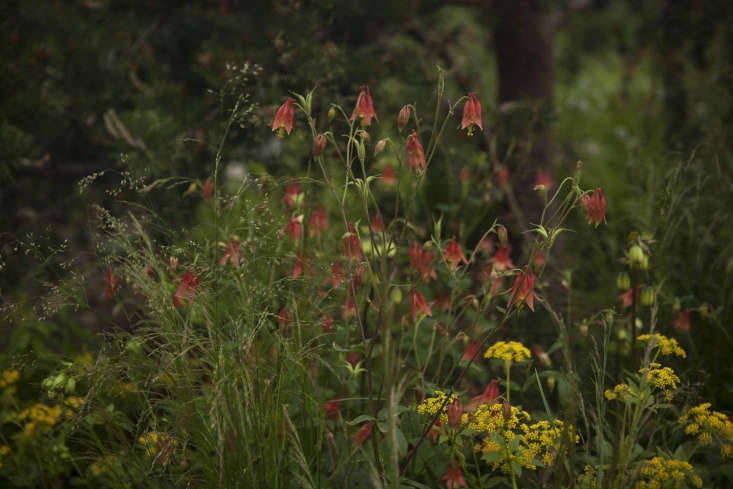 Some of the more colorful wild planting in Charlotte Harris&#8\2\17;s RBC garden.