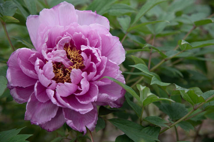 The Choraku &#8\2\20;Forever Happy&#8\2\2\1; variety has bubblegum-pink ruffly blooms.