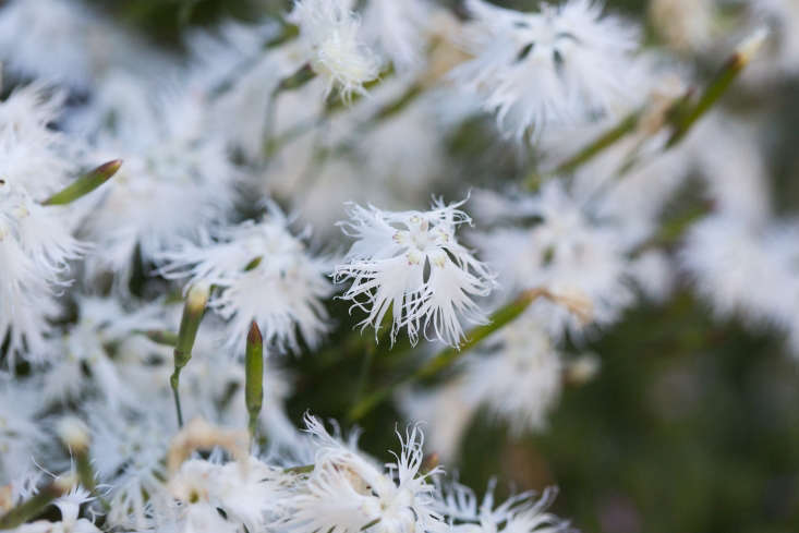 A seedling of Dianthus Arenarius in a 4-inch pot is \$7.95 from Annie&#8\2\17;s Annuals.