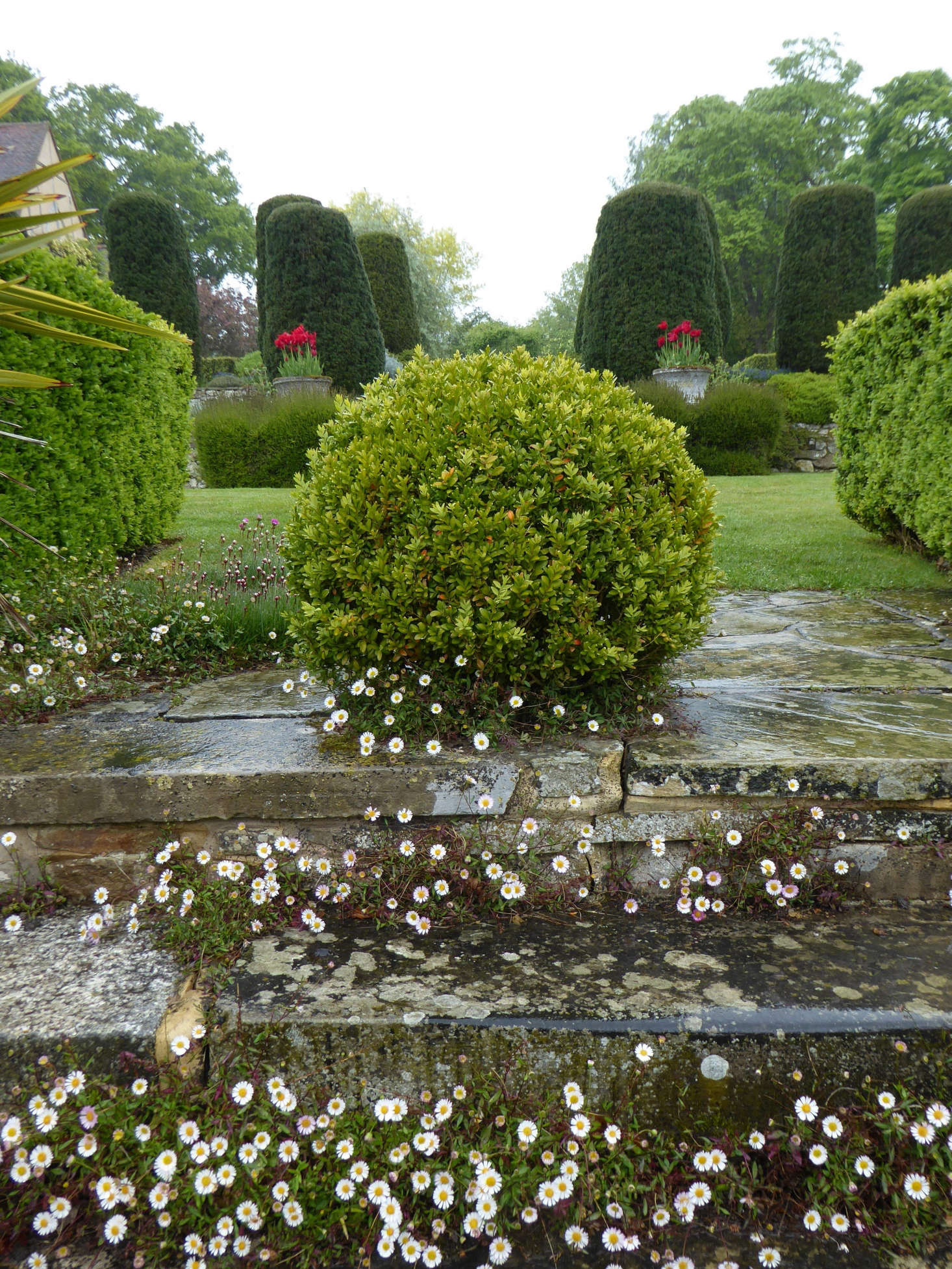 E. karvinskianus grows in the crevices at Vita Sackville West