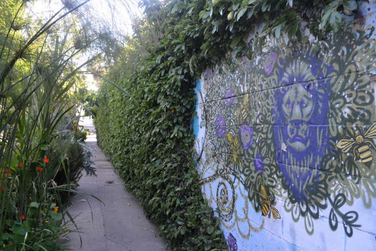 The view facing south, running along Finley&#8\2\17;s property. On the other side of the wall he transformed an empty swimming pool into a host for more plants and gardening tools.