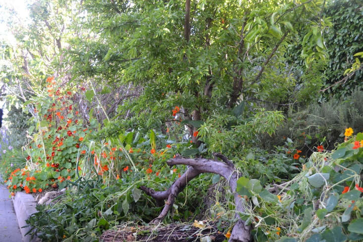  The spring bounty in all its glory includes: nasturtium, sweet potato, rosemary, mint, green onion, kale, artichoke, corn, swiss chard, and more.